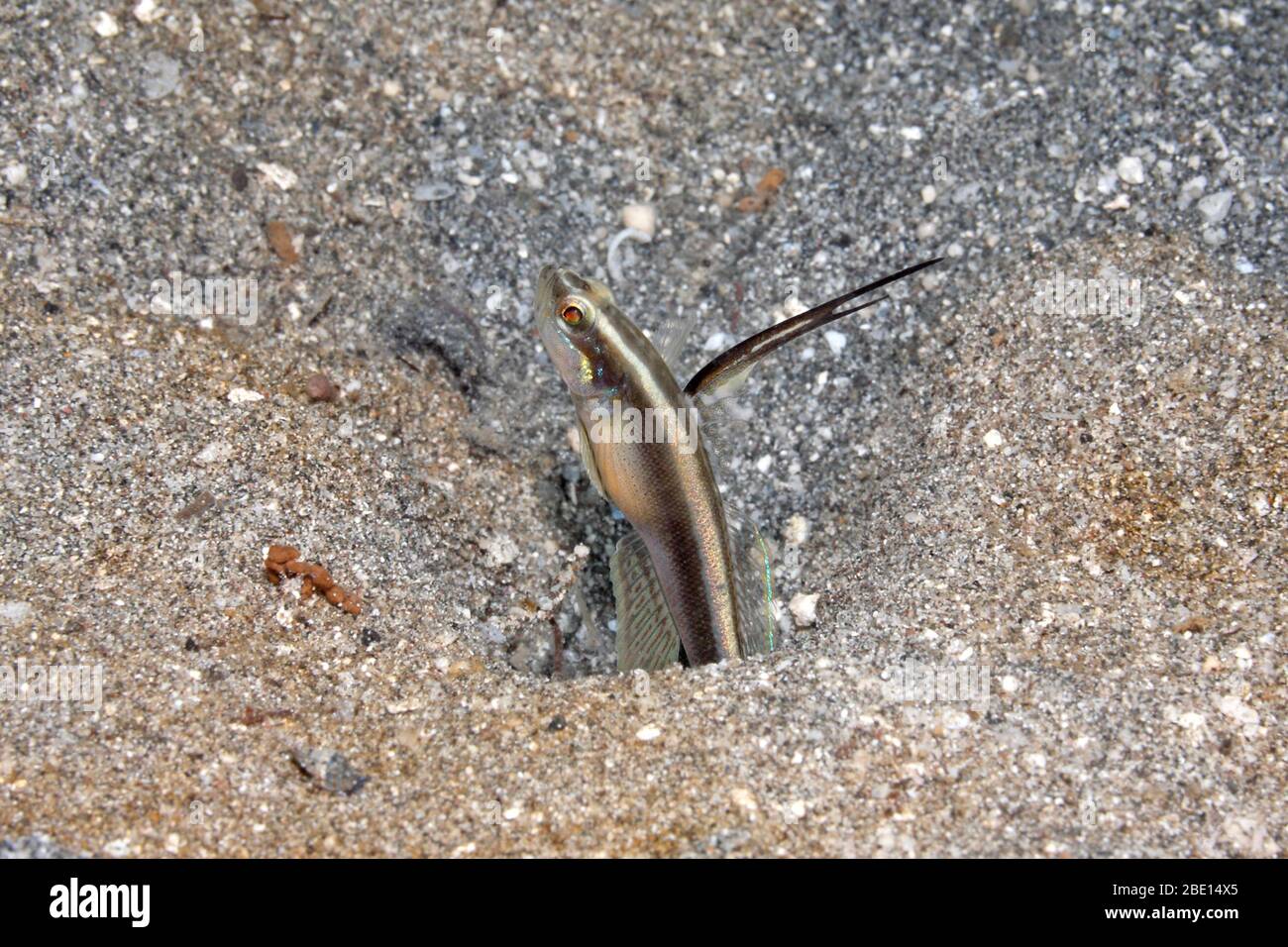 Lachner's Shrimpgoby, conosciuto anche come Black Spear Shrimpgoby, Myersina lachneri. Pemuteran, Bali, Indonesia. Bali Sea, Oceano Indiano Foto Stock