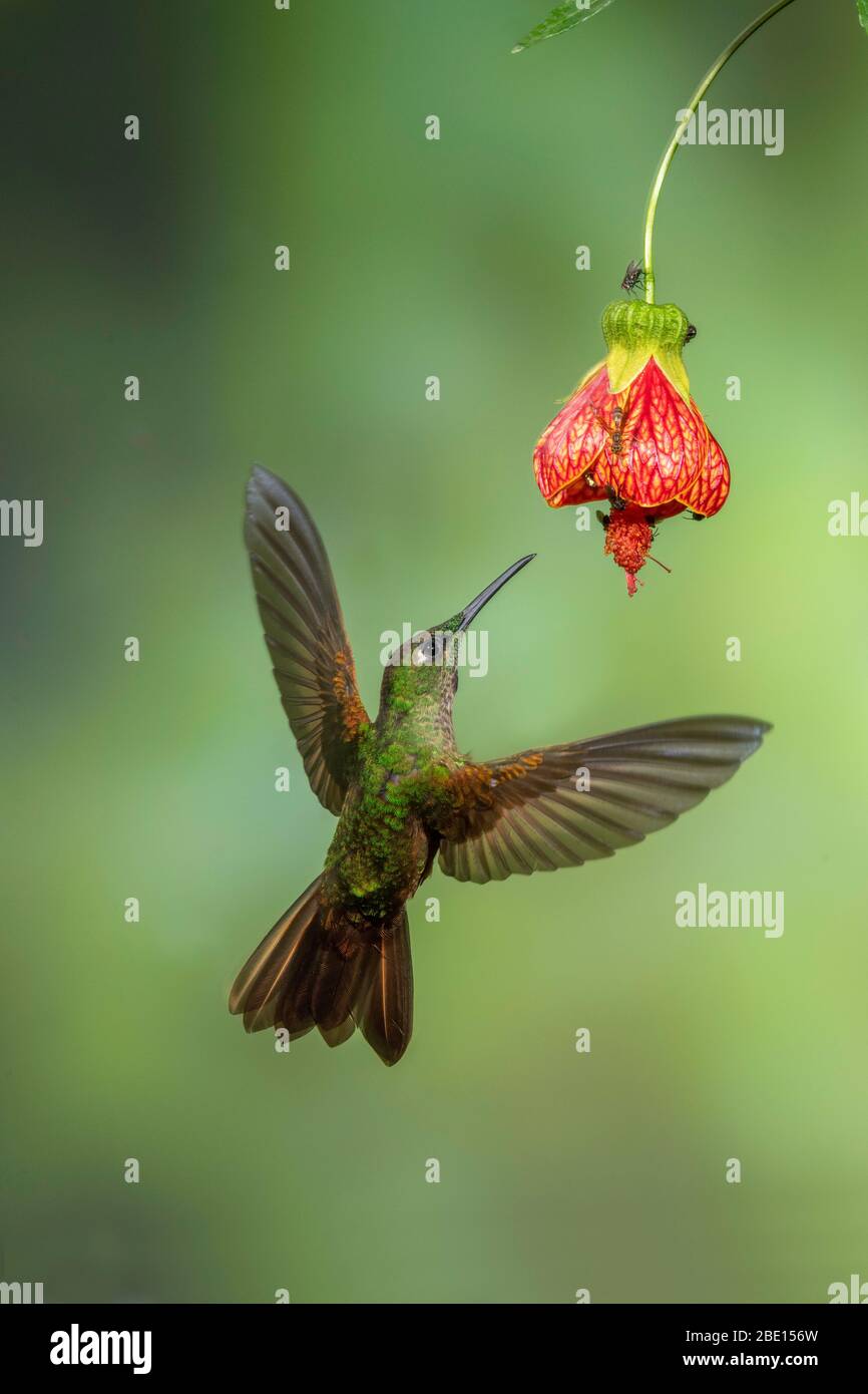 Heliodoxa rubinoides Tandayapa brillante pannociato, Ecuador 5 dicembre 2019 Trochilidi adulti Foto Stock