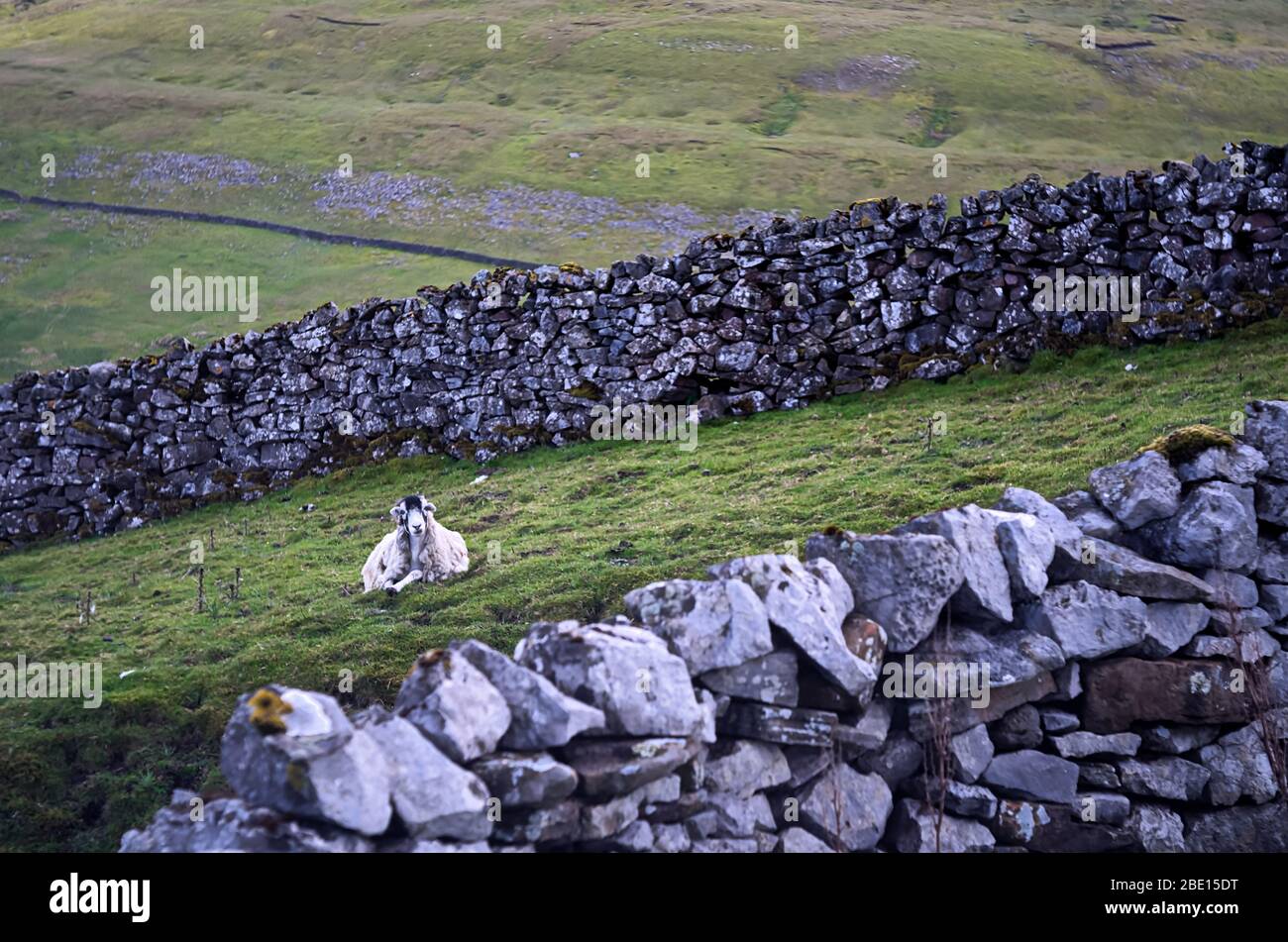 Pecora guardando il fotografo in un angolo di un campo Foto Stock