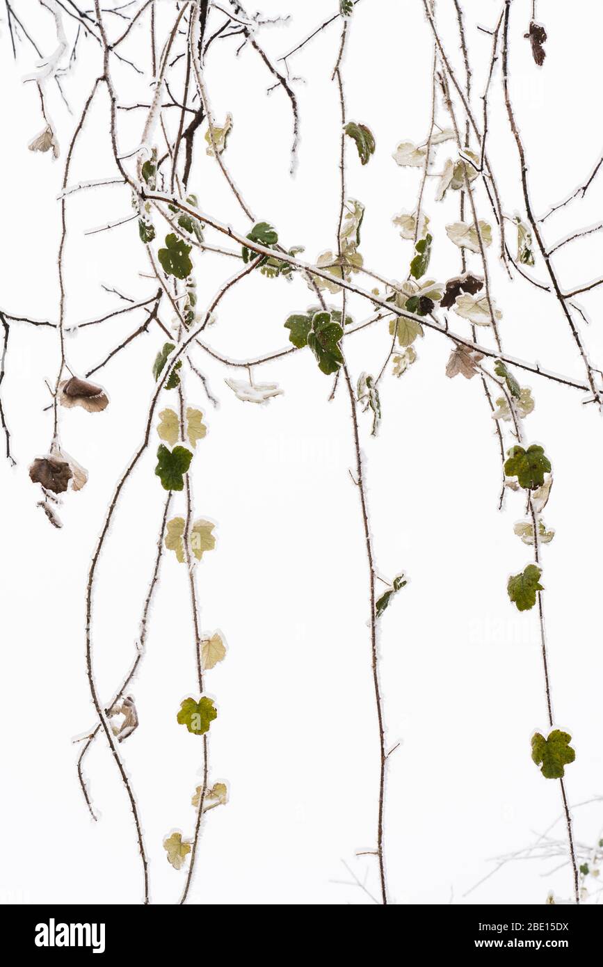 Rami di albero congelati e foglie su sfondo bianco Foto Stock