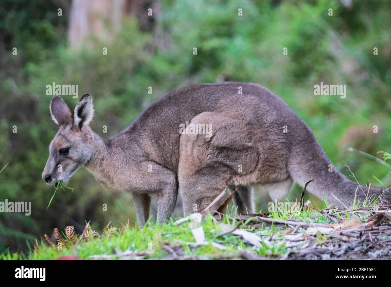 Primo piano di un Kanagroo nel fiume Kennet, Australia Foto Stock