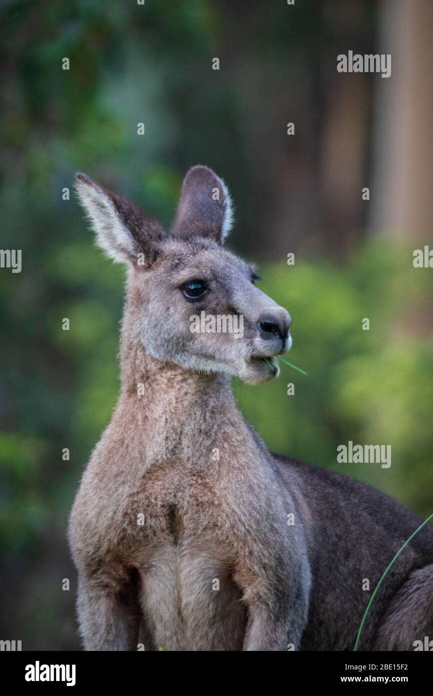 Primo piano ritratto di un Kanagroo nel fiume Kennet, Australia Foto Stock