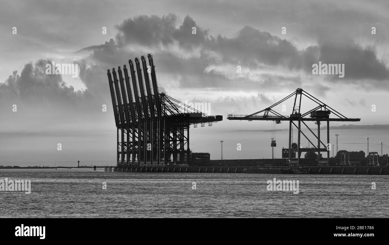 Terminal container con grandi gru al tramonto nel porto di Anversa, Belgio Foto Stock
