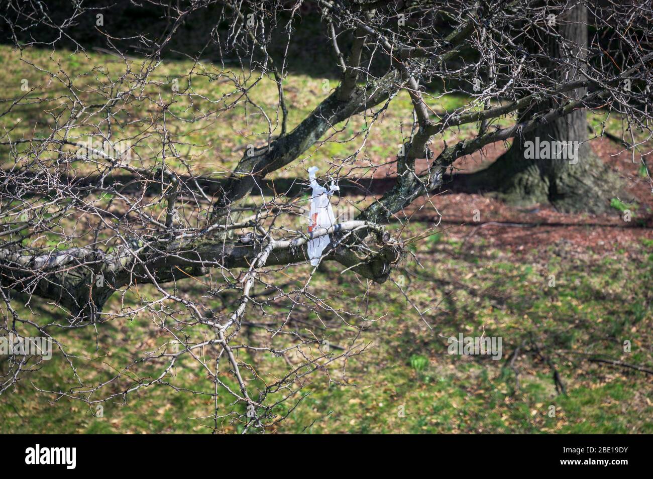 Borsa di plastica bianca strappata catturata in rami di albero ondeggianti nel vento, Bronx, New York City, NYC, NY Foto Stock