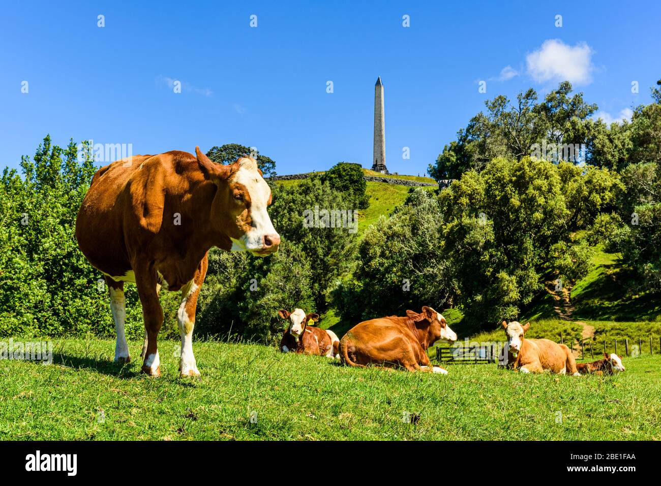 Mucche sotto una collina dell'albero aka Maungakiekie in Auckland, Isola del Nord, Nuova Zelanda Foto Stock