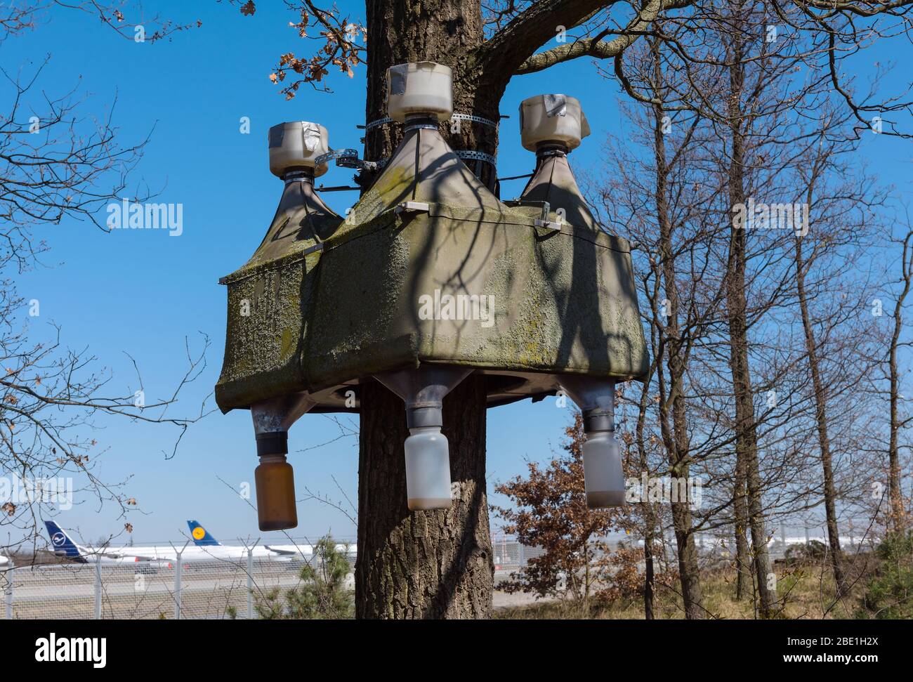 Trappola per insetti nella foresta della città all'aeroporto internazionale di Francoforte, Germania Foto Stock