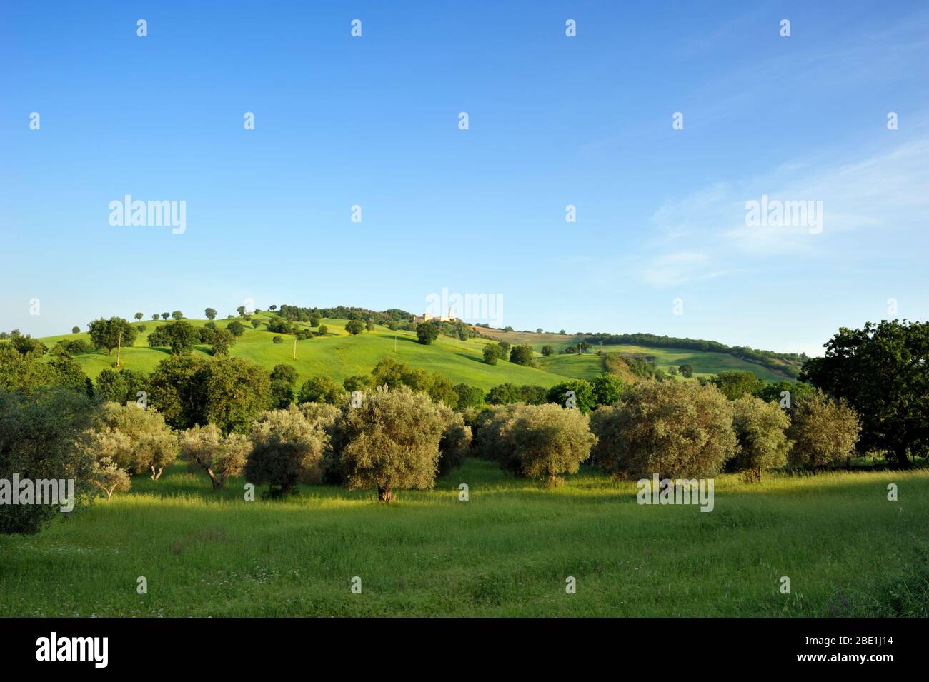 Italia, Basilicata, Sant'Arcangelo, oliveto e campi di grano Foto Stock