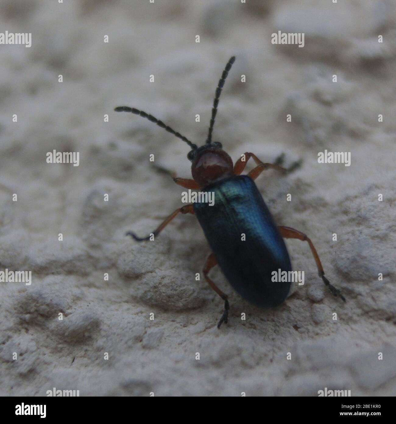 Bug / insetto lo sparo con una Canon 550D e una Canon 50mm 1.4. Foto Stock