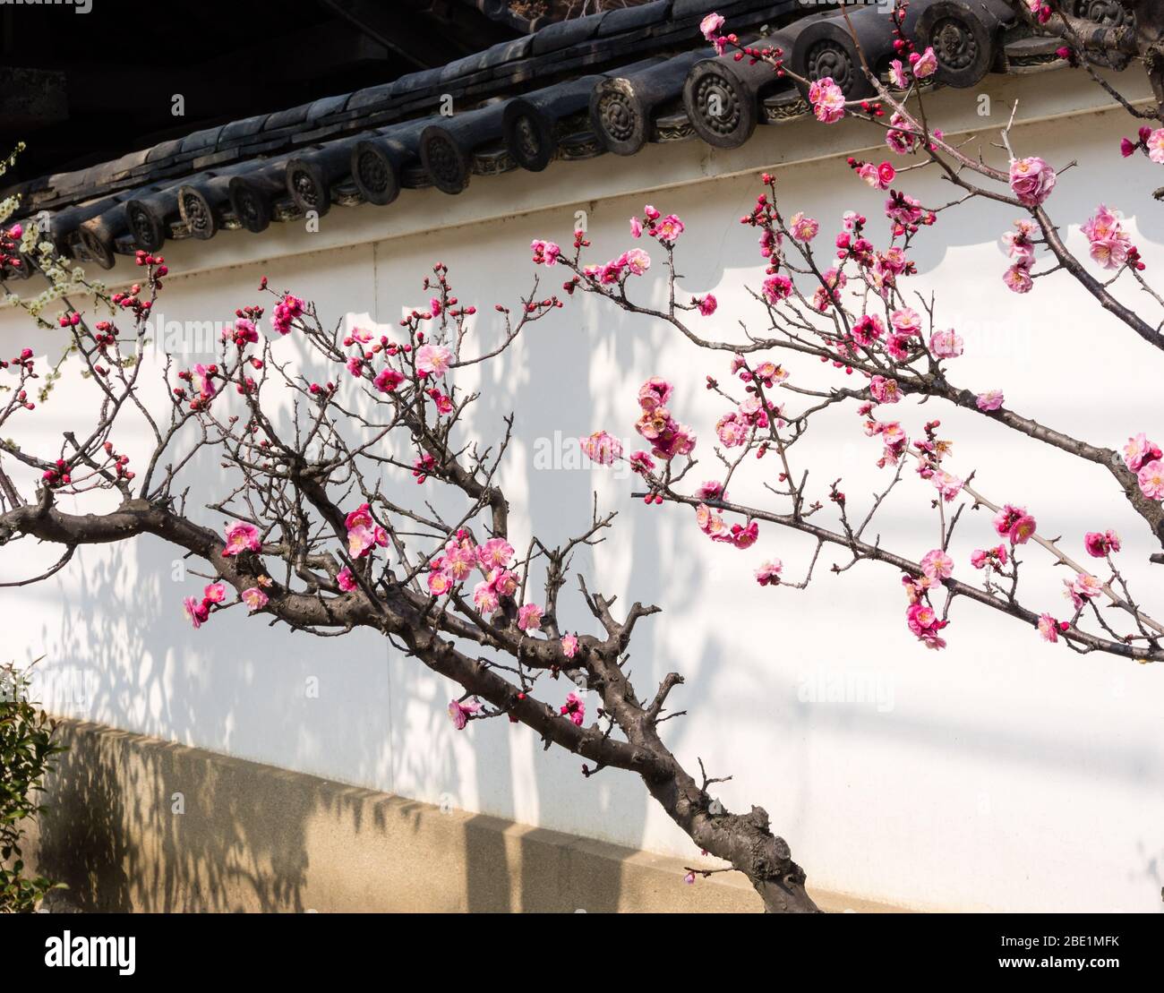 Fioritura dei rami di susina contro la parete orientale bianca Foto Stock