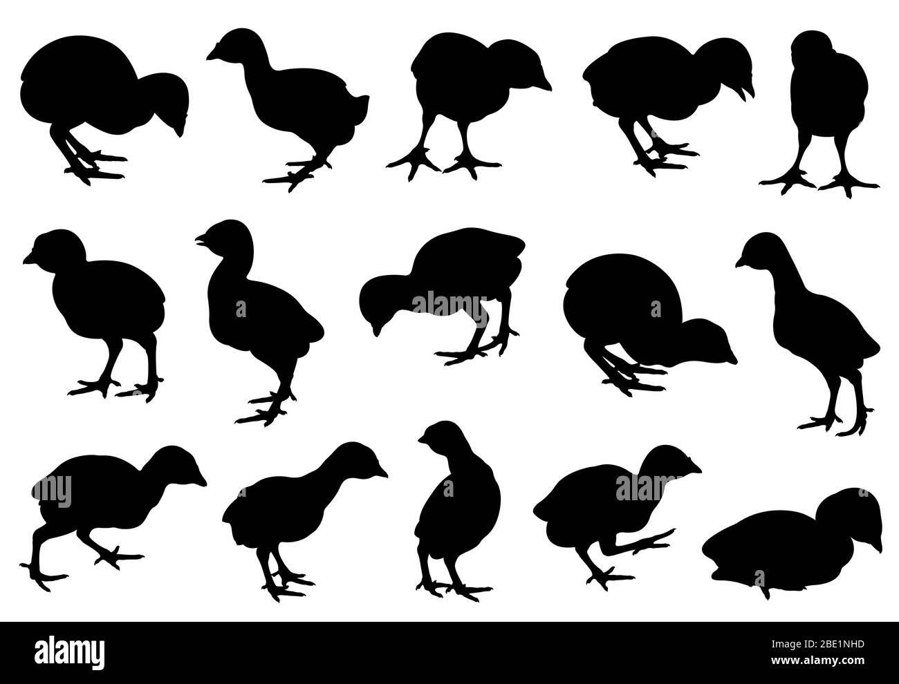 Set di diversi pulcini di tacchino isolati su bianco Foto Stock