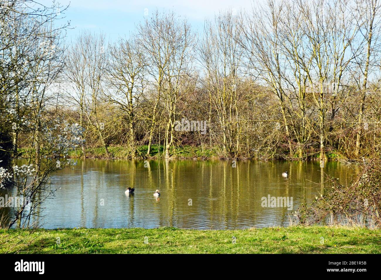 Oche nuotano su un lago che si passa sul Phoenix Trail, che corre da Princes Risborough nel Buckinghamshire, a Thame nell'Oxfordshire, Regno Unito. Foto Stock