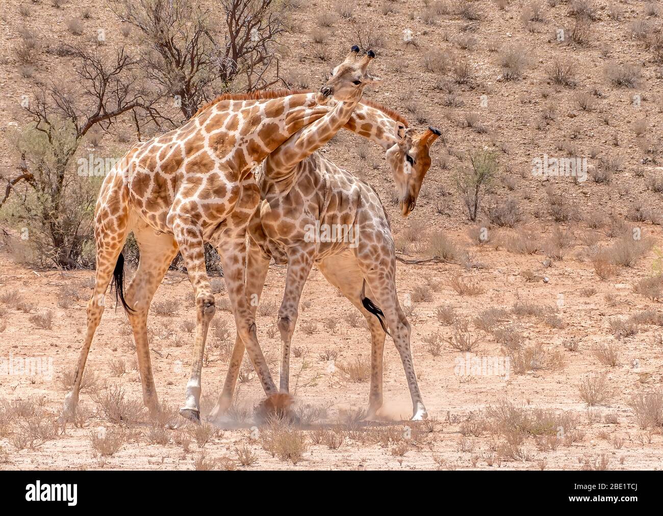 due giraffe che si annettono Foto Stock