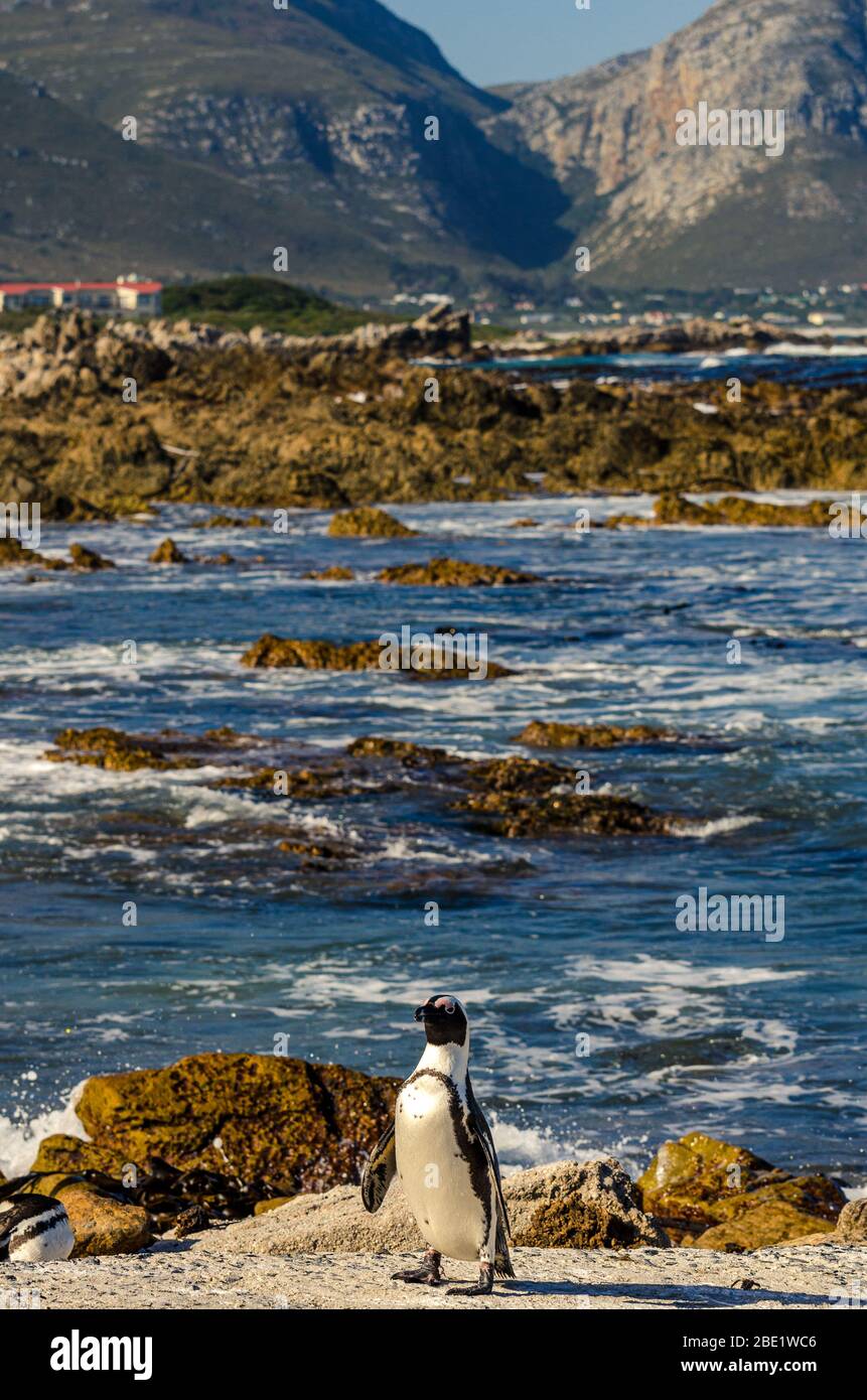 Pinguini africani ( Sfeniscus demersus ) Jackass pinguino flightless uccelli africani Boulders spiaggia Simons Città Capo occidentale, Sudafrica Foto Stock