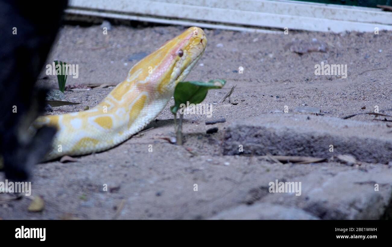 Pitone birmano, serpente nel parco nazionale, fuoco selettivo con sfondo sfocato. Foto Stock