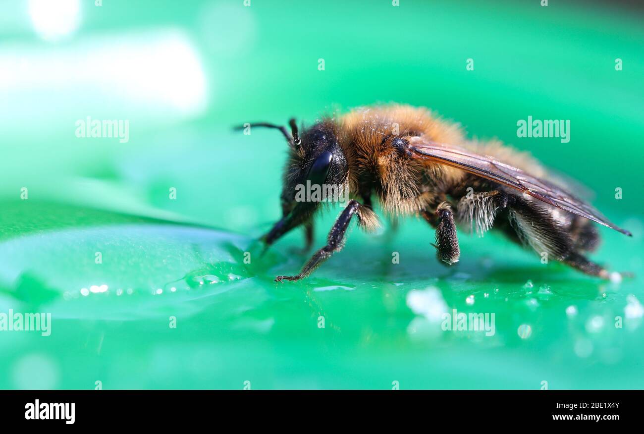 Un'ape esausta che alimenta su acqua di zucchero Foto Stock