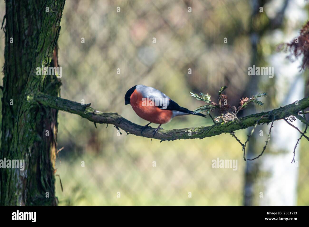Bullfinch, un popolare uccello colorato trovato in Polonia. Foto Stock
