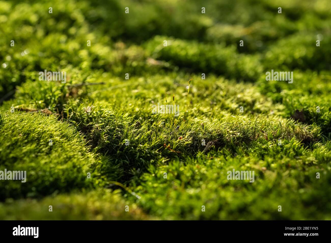 Da vicino, sul terreno forestale, si trova un bellissimo muschio verde Foto Stock