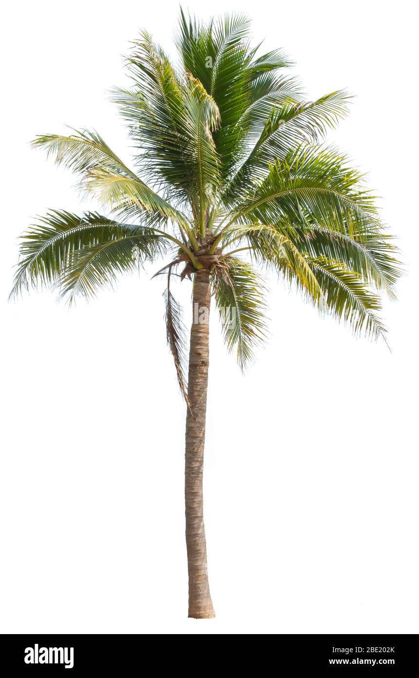 Isolato di alberi di cocco su uno sfondo bianco con percorso di clipping. Foto Stock