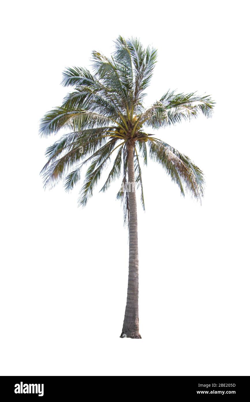 Isolato di alberi di cocco su uno sfondo bianco con percorso di clipping. Foto Stock