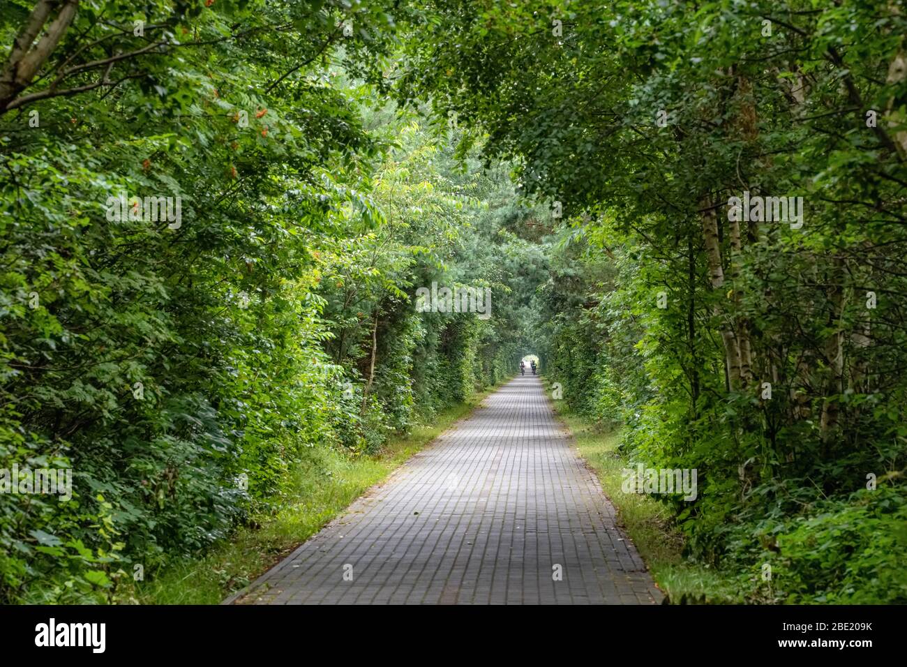 Tunnel naturale con pista ciclabile in verde foresta Foto Stock
