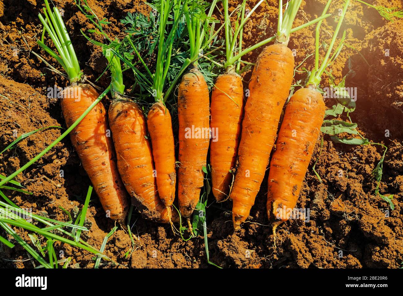 Mazzo di carote appena raccolte. Foto Stock