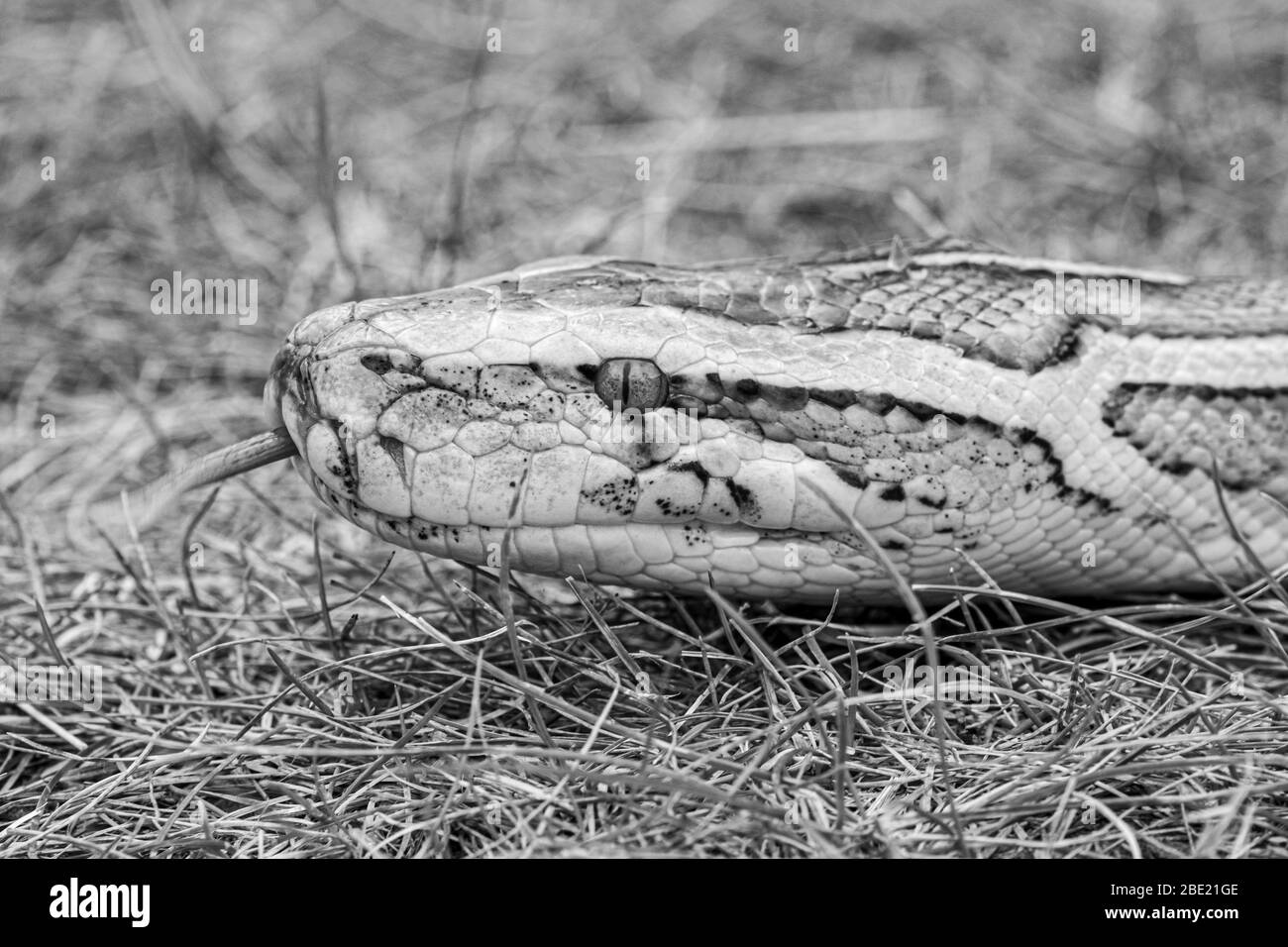 Serpente closeup a testa Foto Stock