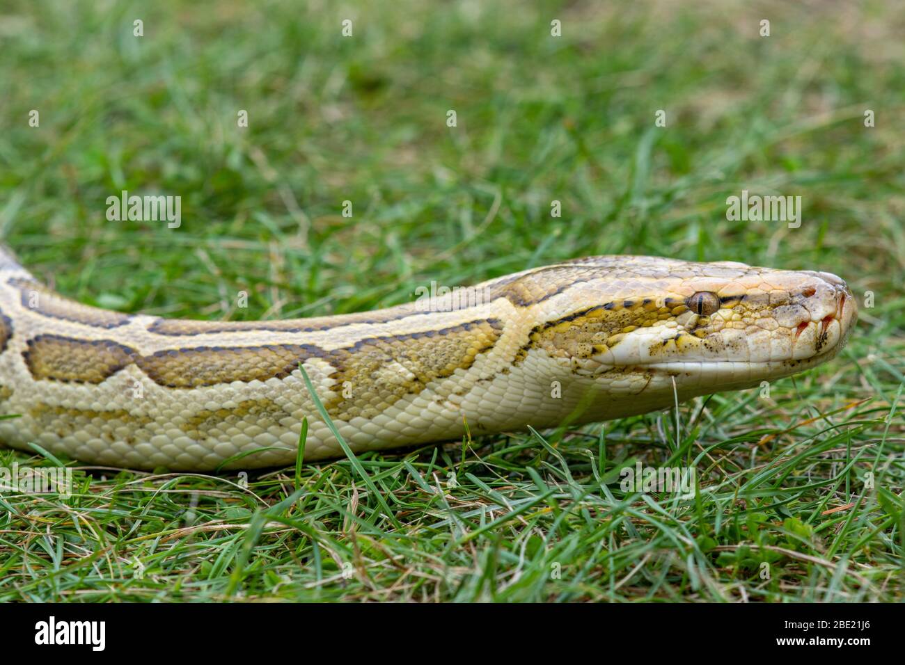 Serpente closeup a testa Foto Stock