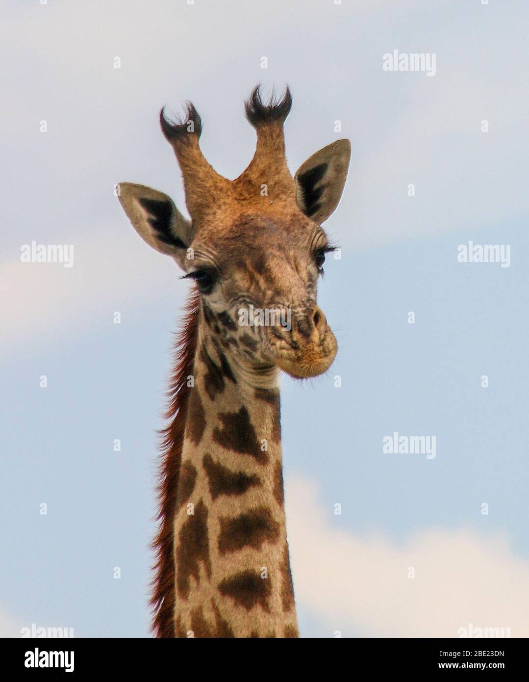 Primo piano di una Giraffe Masai (Giraffa camelopardalis tippelskirchi), nota anche come la Giraffe Maasai o Kilimanjaro Giraffe, è la sottospecie più grande Foto Stock