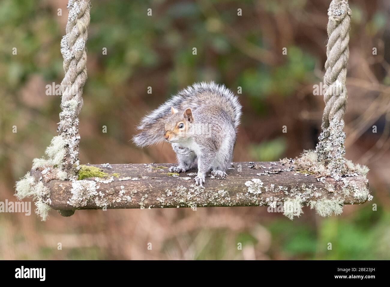 Killearn, Stirlingshire, Scozia, Regno Unito. 11 aprile 2020. Uno scoiattolo grigio seduto su un lichene coperto swing in un giardino Stirlingshire. Godere della fauna selvatica locale e del giardino sta diventando sempre più importante per molte persone durante il coronavirus pandemic lockdown Credit: Kay Roxby/Alamy Live News Foto Stock