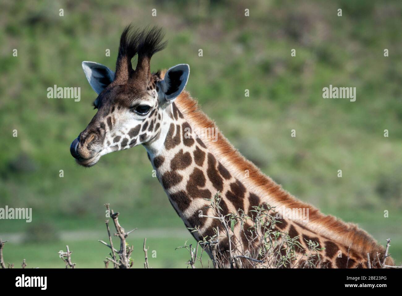 Primo piano di una Giraffe Masai (Giraffa camelopardalis tippelskirchi), nota anche come la Giraffe Maasai o Kilimanjaro Giraffe, è la sottospecie più grande Foto Stock