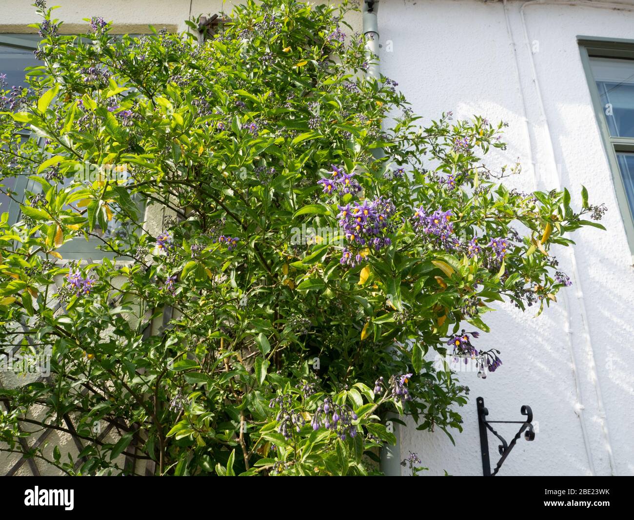 Dolce di fiocco (Solanum dulcamara) che copre la parte anteriore di un vecchio cottage a Westbury Leigh, Westbury, Wiltshire, Regno Unito. Foto Stock