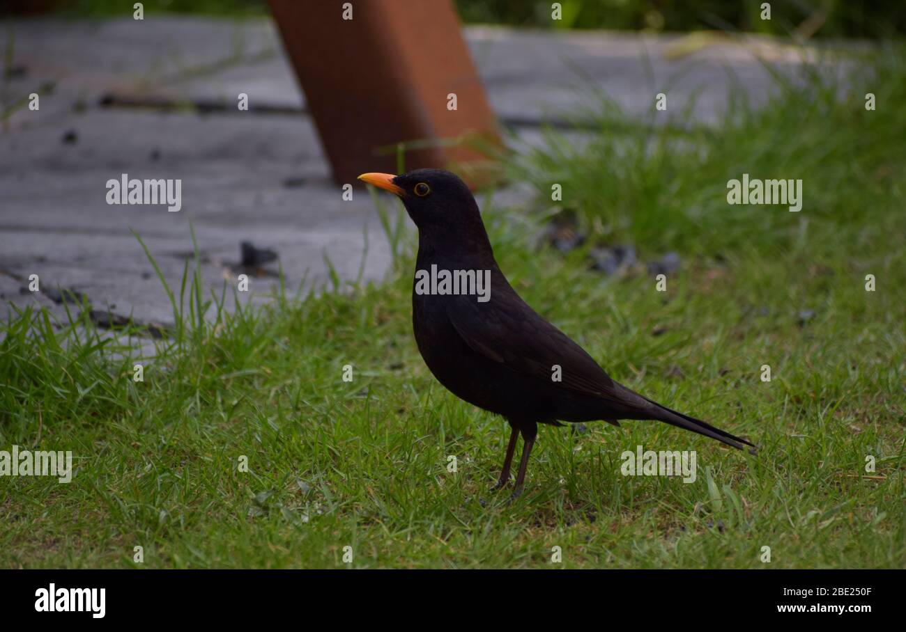 Blackbird si fermò sull'erba in un giardino Foto Stock