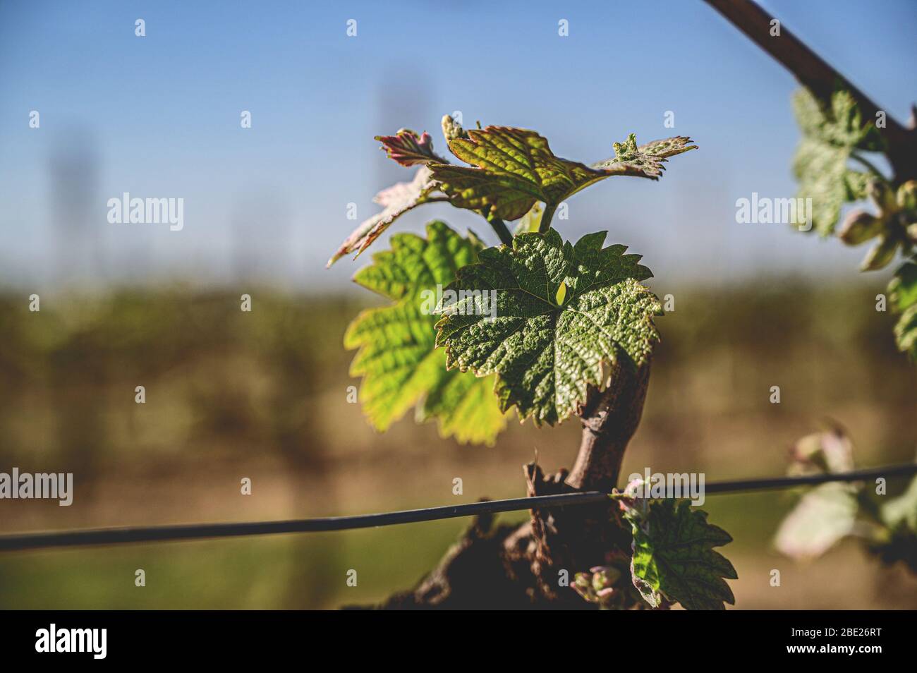 Il vigneto di Bordeaux si sta risvegliando in aprile Foto Stock