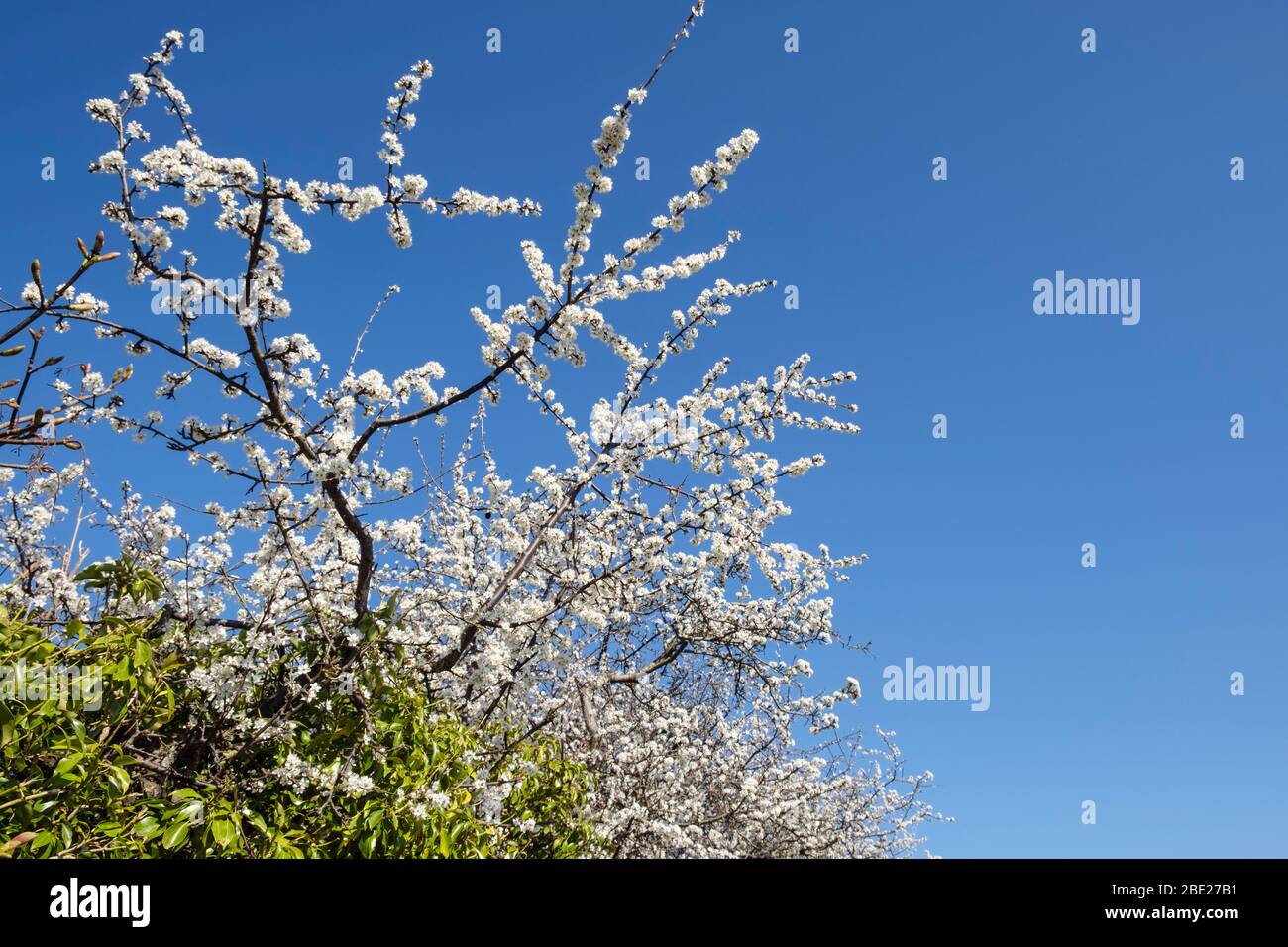 Arbusto fiorito di Blackthorn (Prunus spinosa) con fiori bianchi in un hedgerow contro il cielo blu in primavera. Galles, Regno Unito, Gran Bretagna Foto Stock