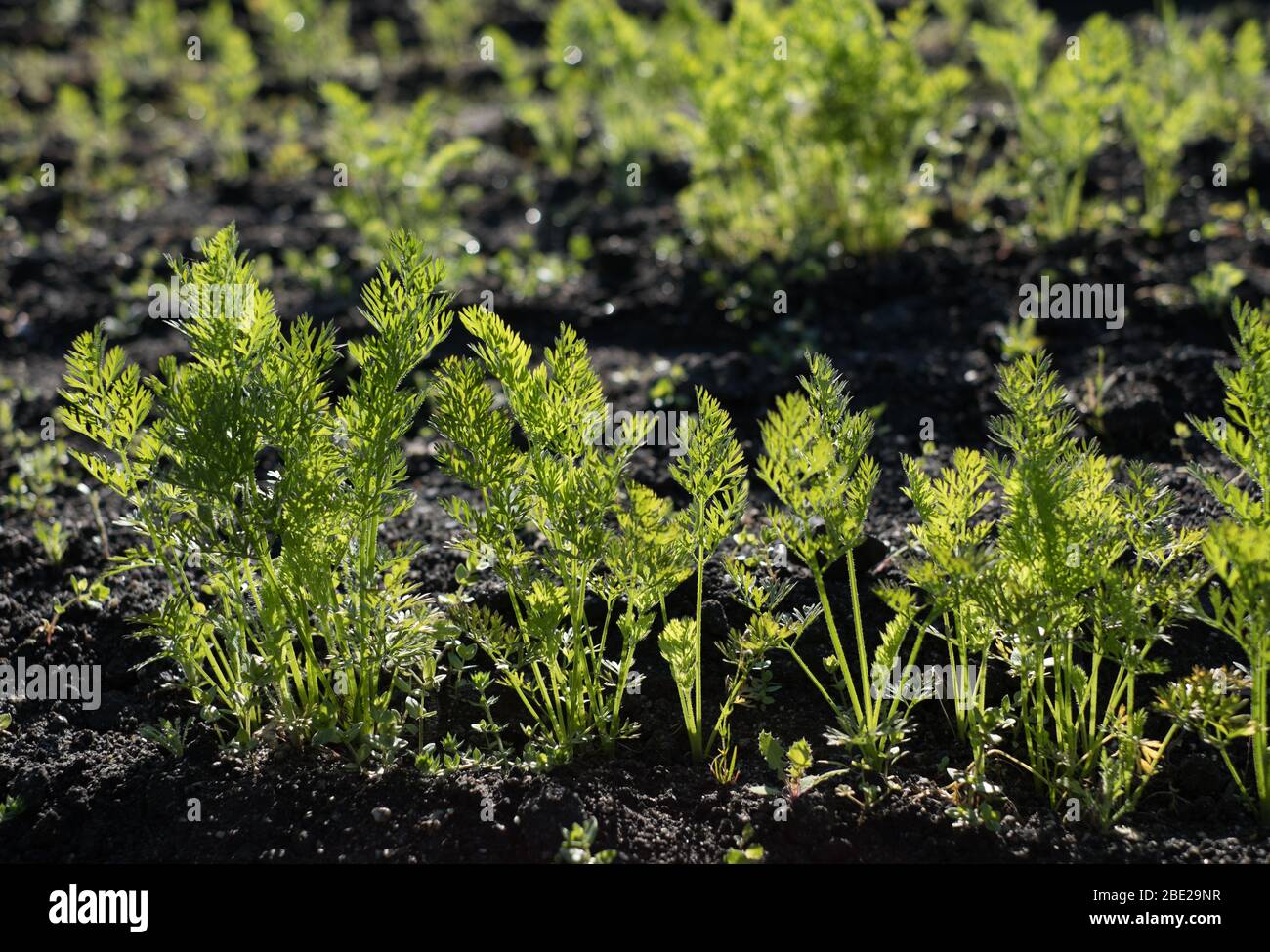 Carote che crescono a Hillside Farm, Bryher, Isole di Scilly Foto Stock