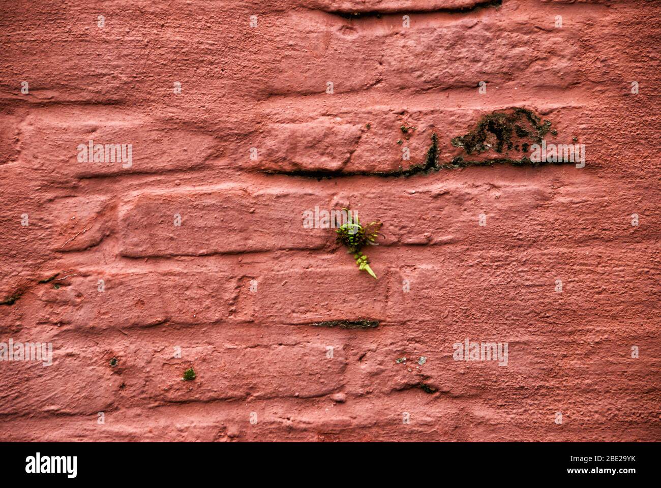 Vernice rossa su un vecchio muro di mattoni e cemento crea uno sfondo  interessante. Una pianta piccola sta crescendo sul muro così come muffa e  fungo Foto stock - Alamy