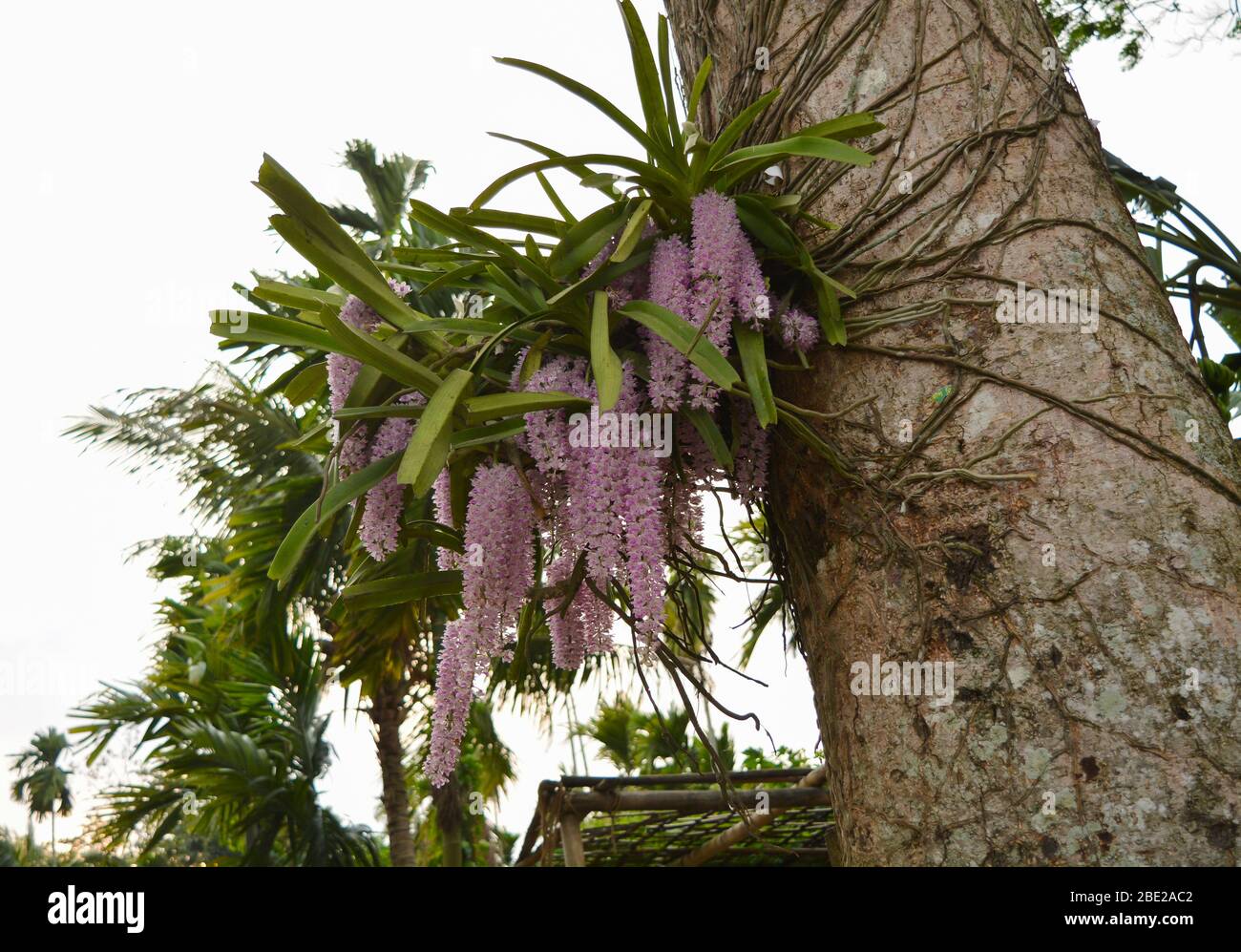 Un tradizionale fiore di Assam ''KOPOU FUL'' Foto Stock