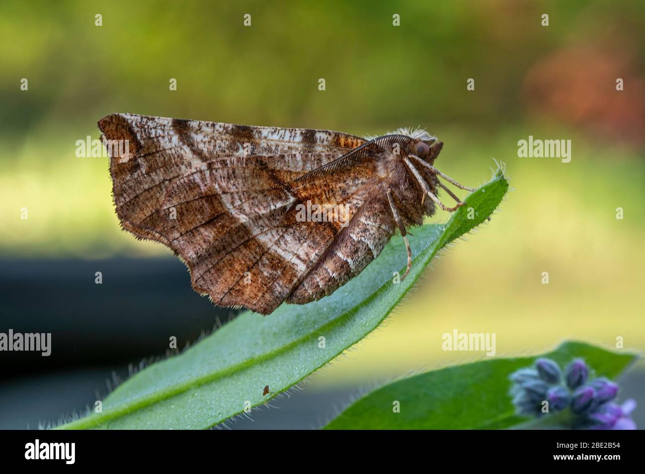 Early Thorn Moth (selenia dentaria) in un giardino norfolk, Regno Unito Foto Stock