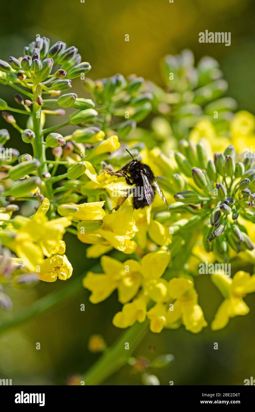 ape su fiori cavolfiore Foto Stock