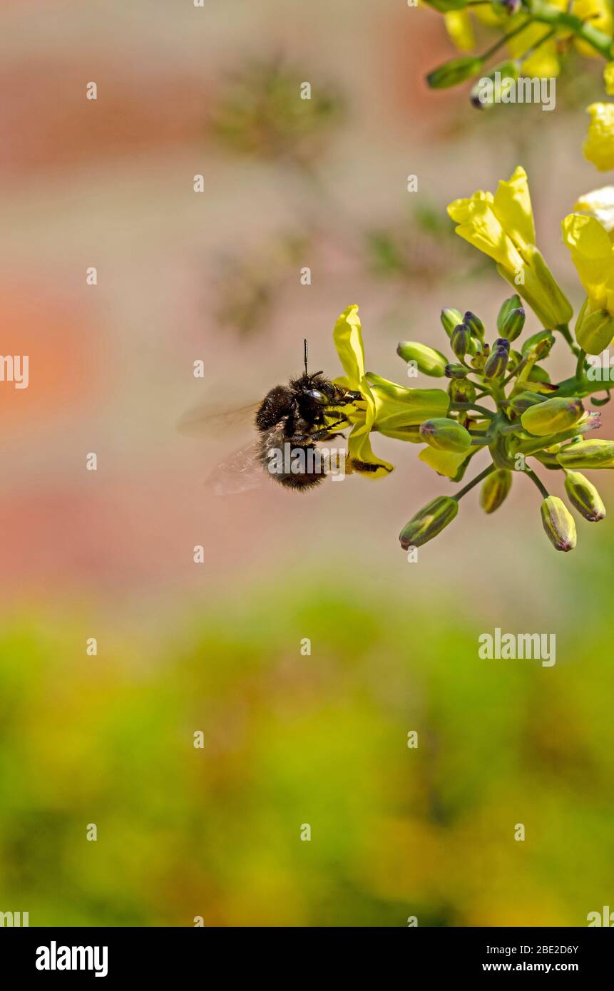 ape su fiori cavolfiore Foto Stock