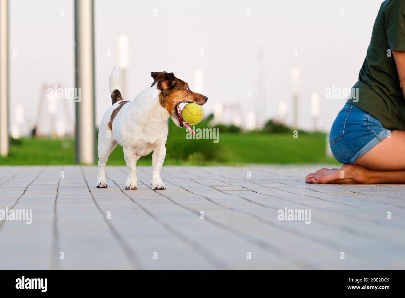 Jack Russell Terrier giocando con una palla. Divertirsi giocando in esterni. Allegro. Loll fuori. Godendo della libertà. Espressiva divertente per il tempo libero Foto Stock