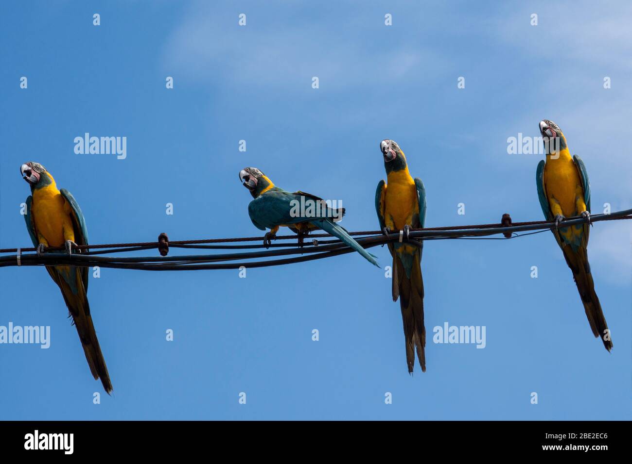 Quattro pappagalli colorati appollaiati su cavo e cielo blu brillante sfondo Foto Stock