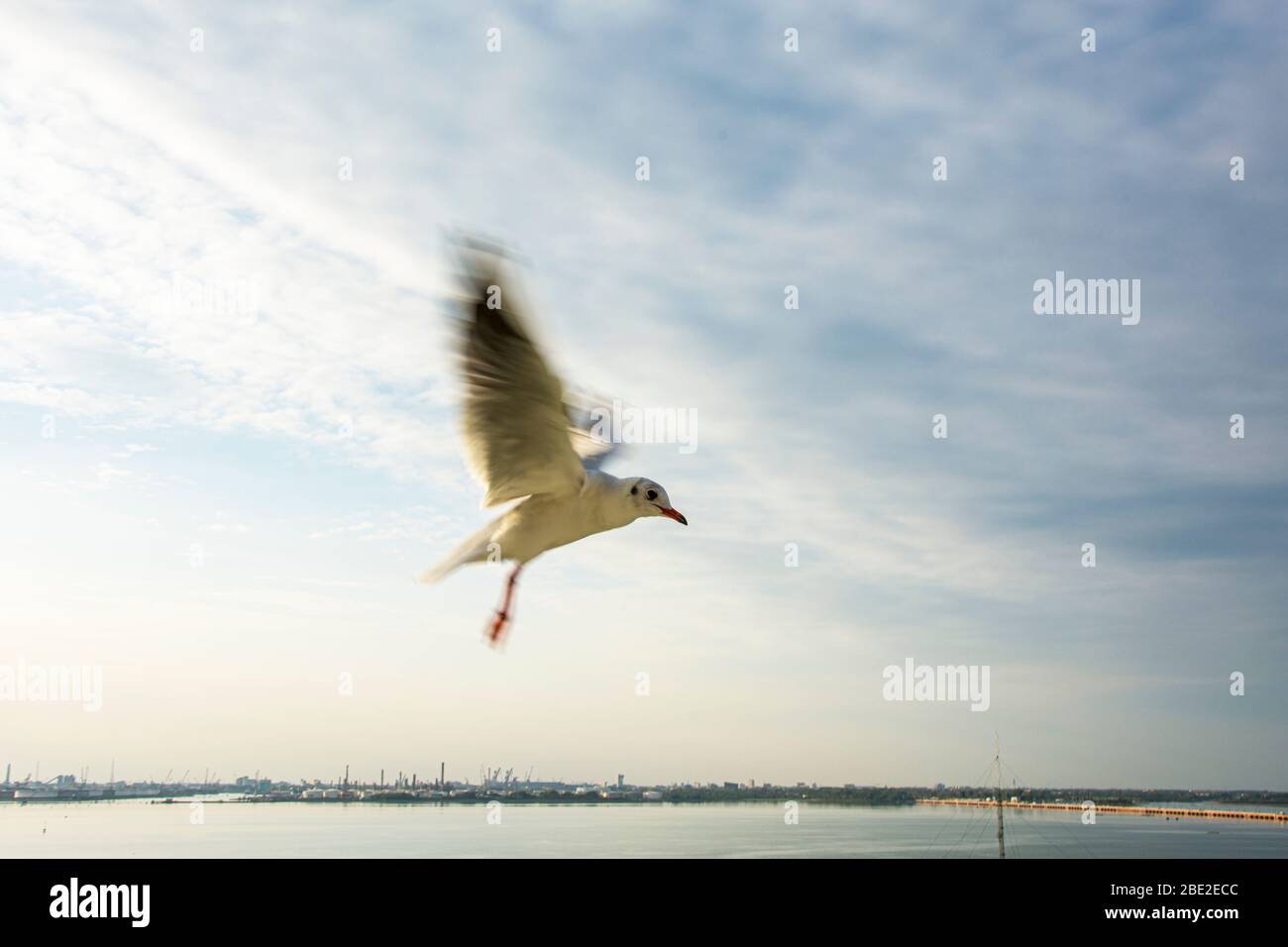 Seagull cattura il cibo gettato dalla nave da crociera al porto di Venezia Italia Foto Stock