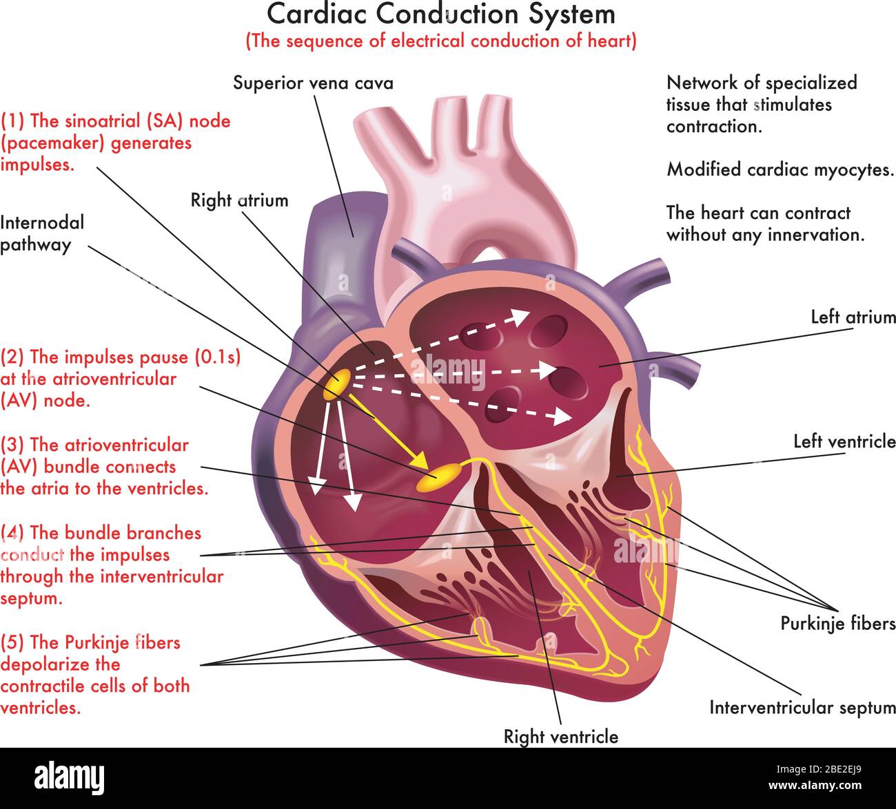 Diagramma del sistema di conduzione cardiaca (la sequenza di conduzione elettrica del cuore) con annotazioni Illustrazione Vettoriale