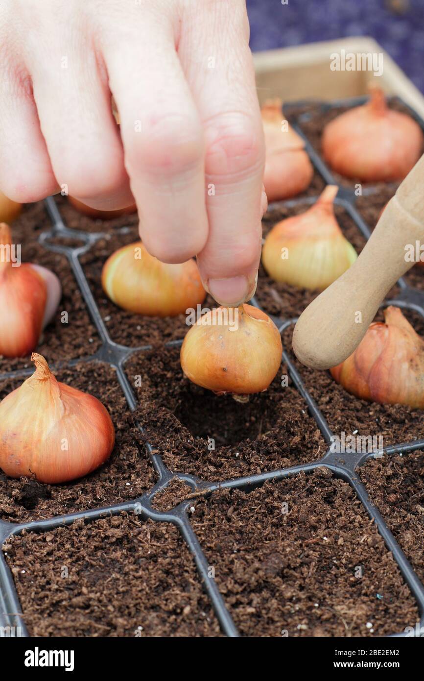 Allium cepa var. Aggregatum 'Golden gourmet'. Piantando shallot si regola in pentole biodegradabili usando un dibber. REGNO UNITO Foto Stock