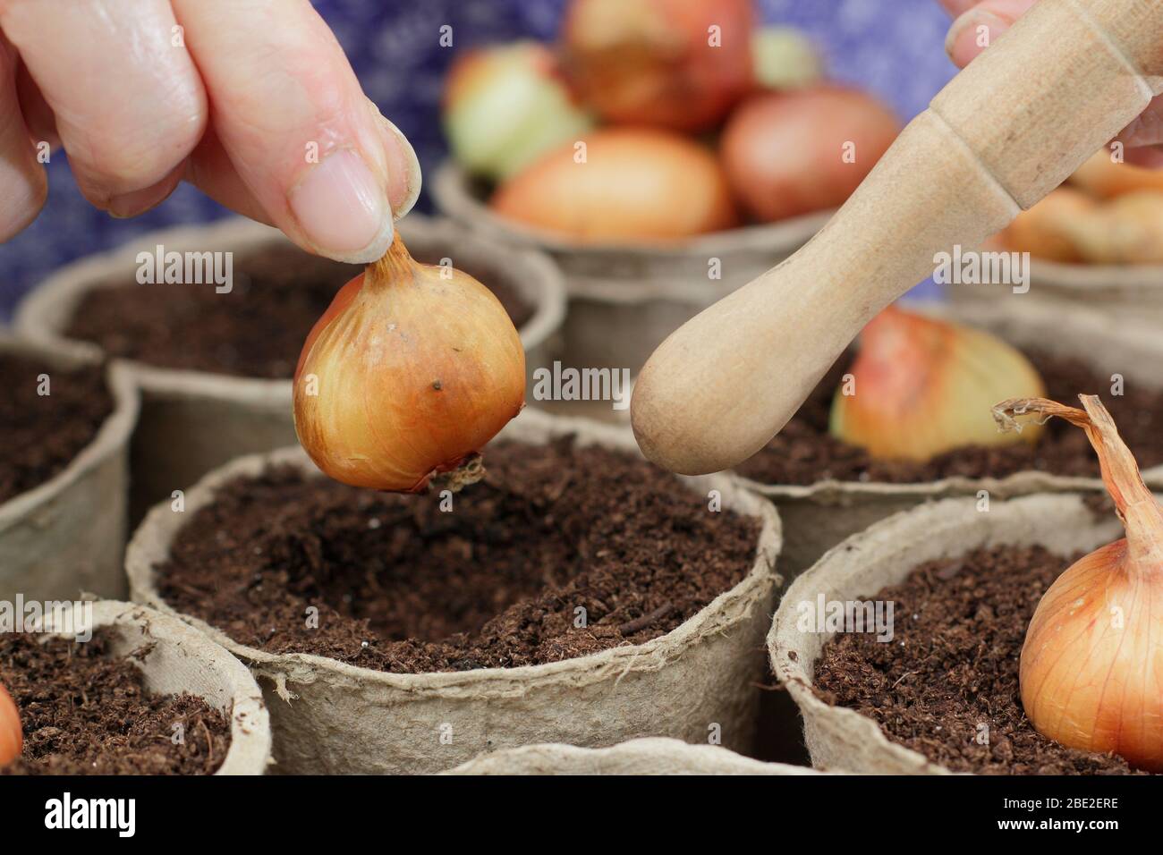 Allium cepa var. Aggregatum 'Golden gourmet'. Piantando shallot si regola in pentole biodegradabili usando un dibber. REGNO UNITO Foto Stock