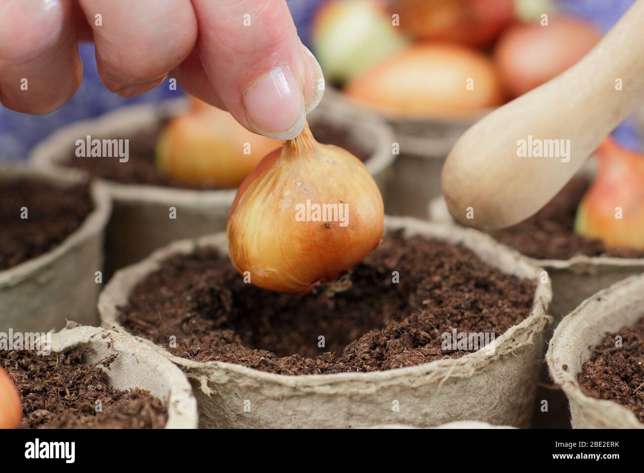 Allium cepa var. Aggregatum 'Golden gourmet'. Piantando shallot si regola in pentole biodegradabili usando un dibber. REGNO UNITO Foto Stock