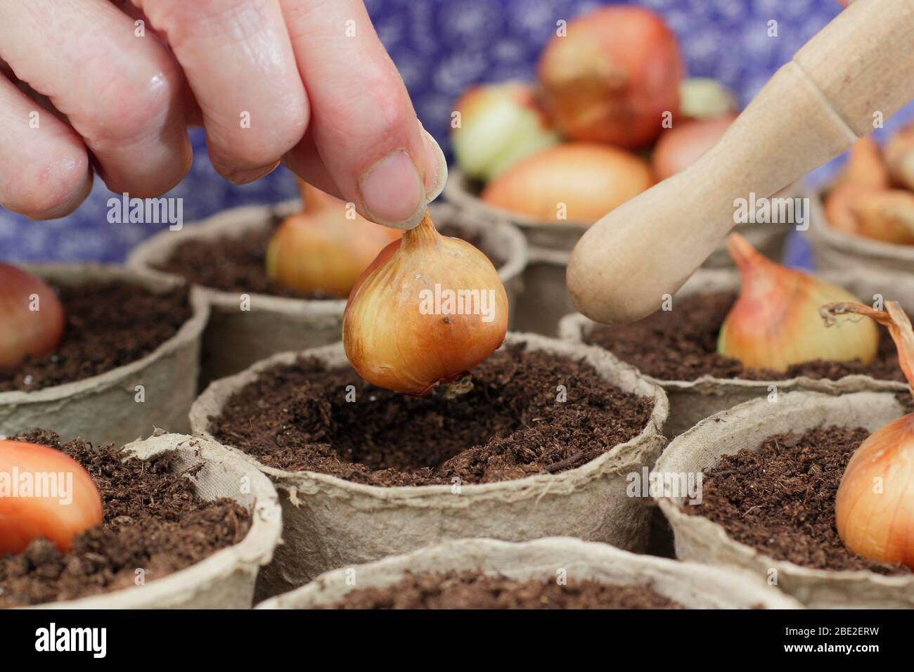 Allium cepa var. Aggregatum 'Golden gourmet'. Piantando shallot si regola in pentole biodegradabili usando un dibber. REGNO UNITO Foto Stock