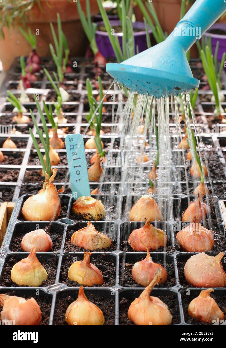 Allium cepa var. Aggregatum 'Golden gourmet'. Gli scalogni di irrigazione sono iniziati nei moduli. Foto Stock