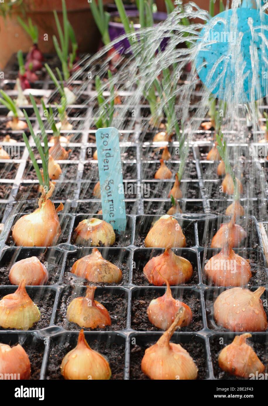 Allium cepa var. Aggregatum 'Golden gourmet'. Gli scalogni di irrigazione sono iniziati nei moduli. Foto Stock